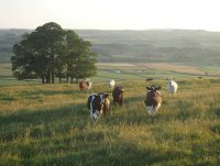 Vaches au pré