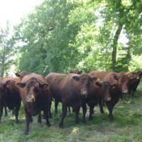 100 vaches allaitantes nourries grâce aux légumineuses fourragères en mélange