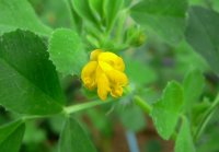 Legumineuse - Medicago Truncaluta