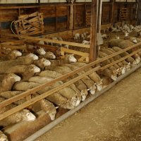 Méteil dans la ration pour la la finition des agneaux de bergerie 
