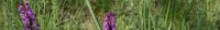 Fleur violette des prairies d'Auvergne