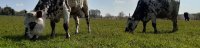 Normande au pâturage à Mauron