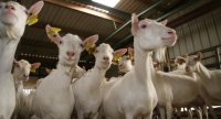 Culture et toastage du soja pour les chèvres