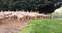 Le pâturage des agnelles pour améliorer l’autonomie protéique de l’atelier ovin lait
