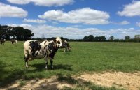 Vache normande sous son plus beau profil