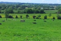 Prairie et vaches en Normandie