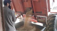 Produire du soja toasté pour l'alimentation des brebis laitières